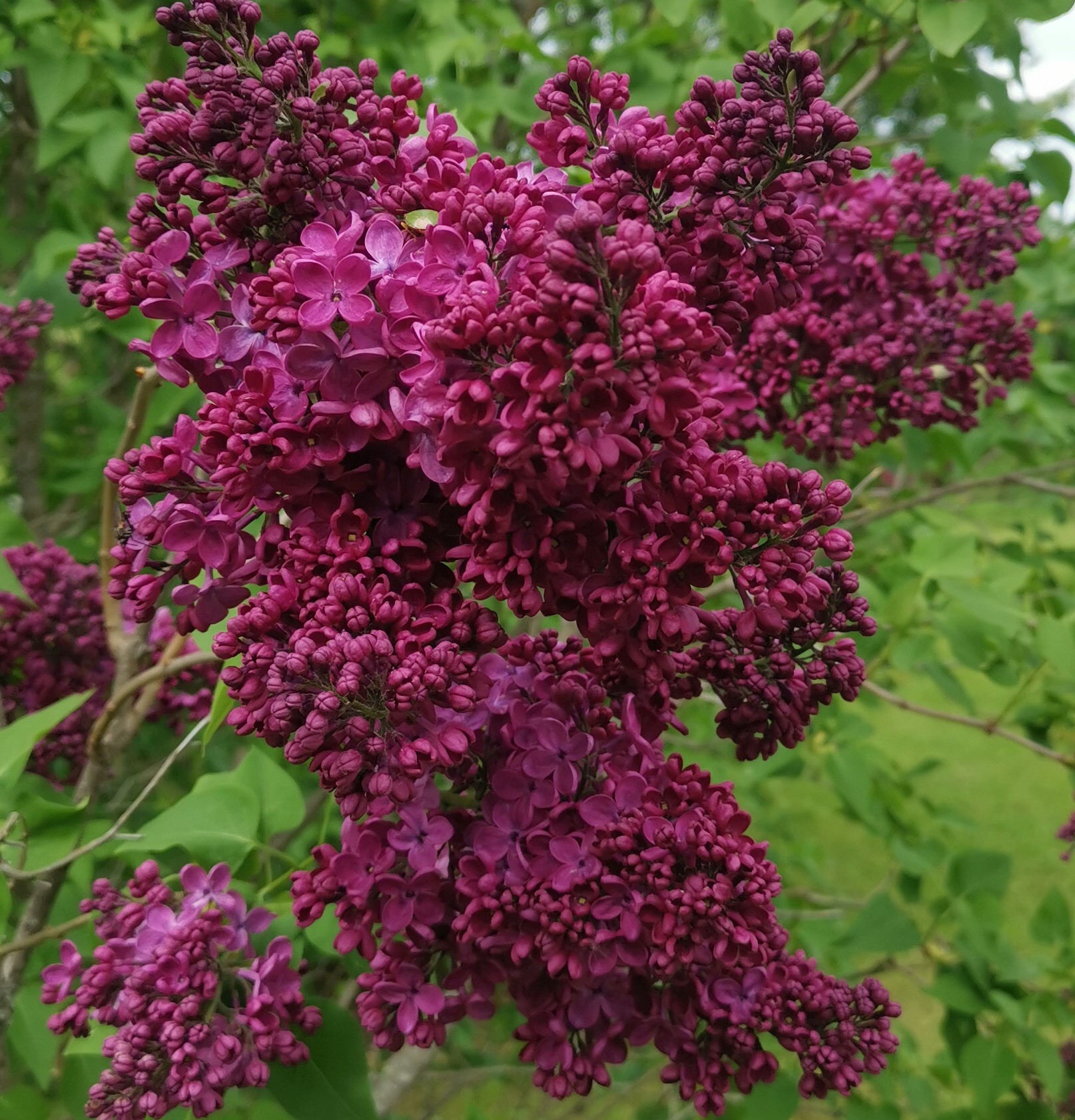 ''Znamja Ļeņina'' Syringa vulgaris